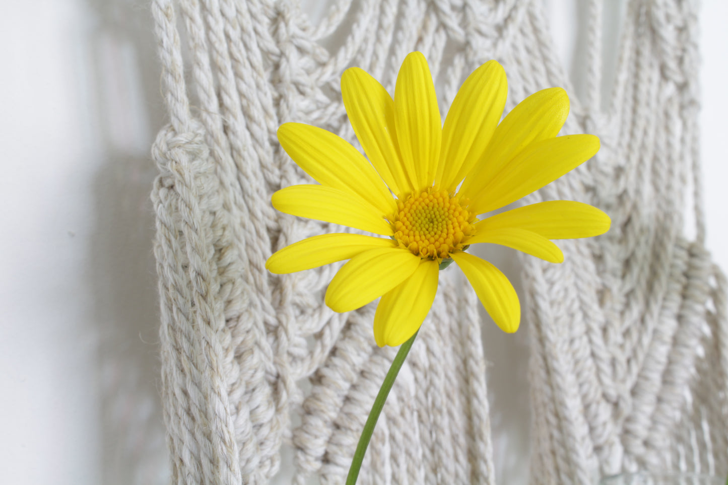 Porta Florero - Botanic